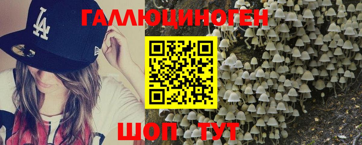 Камышин  Псилоцибиновые грибы Cubensis  Вход с VPN 